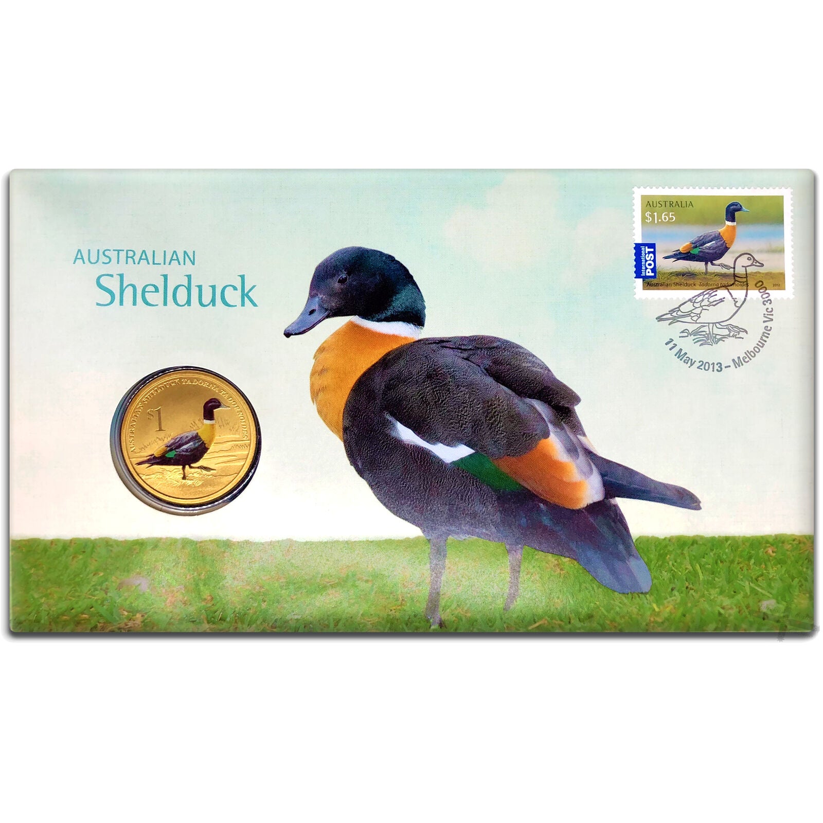 PNC - 2013 Australian Shelduck